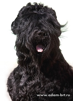     - Kennel of Russian black terriers