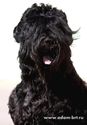         * ADAM RACY STYLE * Professional Kennel of Russian Black Terriers