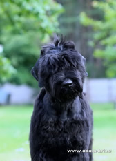 Adam Racy Style ALEKSANDER -  THE SON OF ALEKSANDRA! 5 MONTHS OLD RUSSIAN BLACK TERRIER PUPPY!